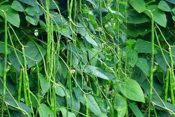 CARA-MEMBUAT-KERIPIK-KACANG-PANJANG