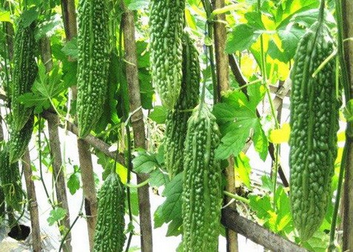 cara membuat keripik pare