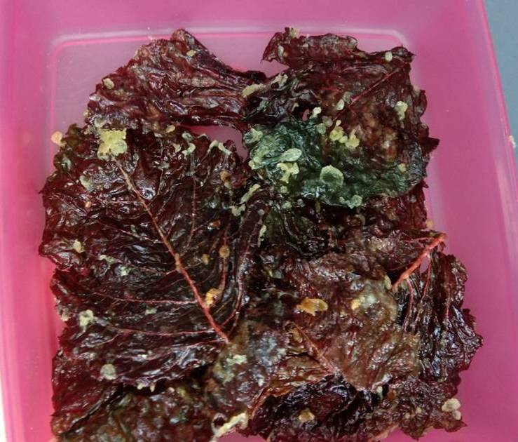 Keripik Bayam Merah Keripik Bayam Merah