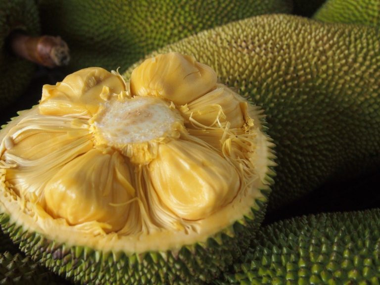 olahan nangka kekinian