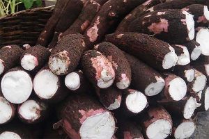 jenis singkong untuk keripik