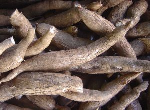 jenis singkong untuk keripik